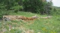 arbre mort