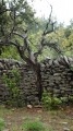 Arbre mort Arbre mort