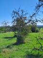 Arbre mort