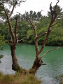 Arbre mort Arbre mort