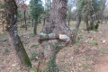 Arbre pancartivore