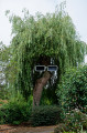 Arbre Polnareff