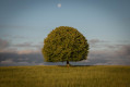 Arbre Remarquable d'Orignac