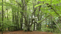 Arbre remarquable (hêtre) Arbre remarquable (hêtre)