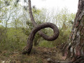 arbre remarquable arbre remarquable