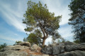 arbre remarquable