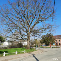 Arbre remarquable