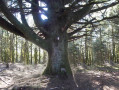 Arbre remarquable