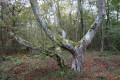 Arbre remarquable