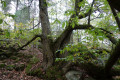 Arbre remarquable