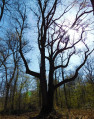 Balade des arbres remarquables dans le secteur de Barnolets