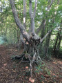 Arbre remarquable