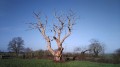 Arbre remarquable