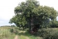 Arbre remarquable
