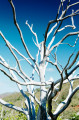 Arbre remarquable