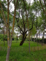 Arbre remarquable