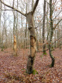 Arbre sculpté