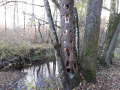 Arbre servant de nourriture pour les pics
