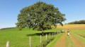Arbre solitaire