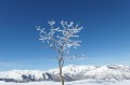 Arbre solitaire