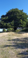Arbre sur le plateau