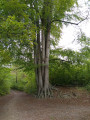 Arbre