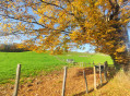 Arbre