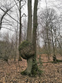 Arbre