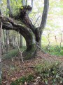 Arbre