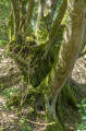 Arbre