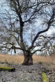 Arbre