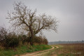 Arbre