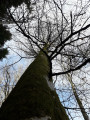 Arbre