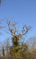 Arbre