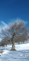 Arbres à découvert