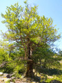 Arbres centenaires