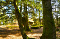 Arbres couverts de mousse