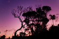 Arbres en contre-jour