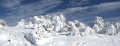 Arbres meringués par la neige