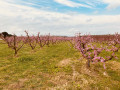 Arbres fruités en fleurs