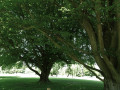 Arbres remarquables