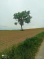 arbres seul dans le champs