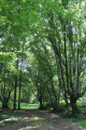 Arbres têtards en forêt de Preuilly