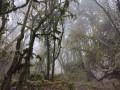 Arbres verts