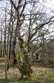 Arbres