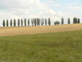 Arbres