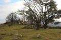 Arbres