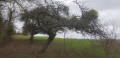 Arbres
