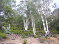 Arbres