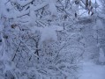 Arbustes dans la neige Arbustes dans la neige